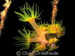 Night Blooms. Canon A640. Night Dive on the Toki by Chad Ordelheide 